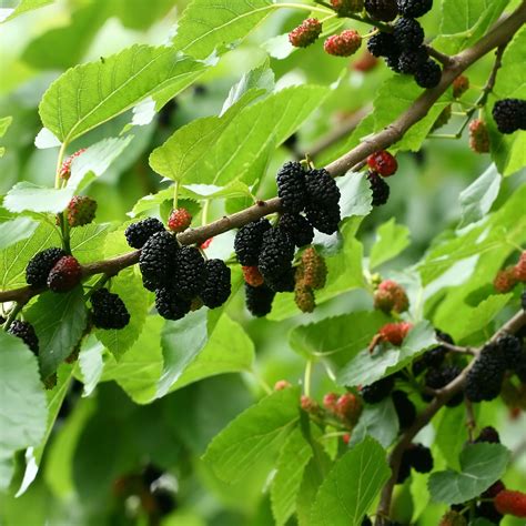 buy mulberry trees|buy mulberry trees lowe's.